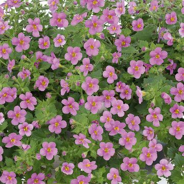 Lumihiutale Scopia Gulliver Compact Rosa