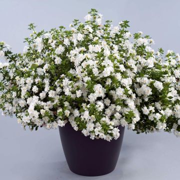 Lumihiutale Scopia Double Snowball