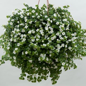 Lumihiutale Gulliver Dynamic White