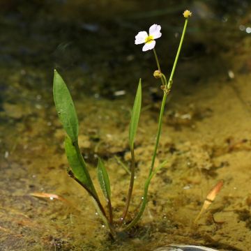 Pystysarjasarpio - Baldellia ranunculoides