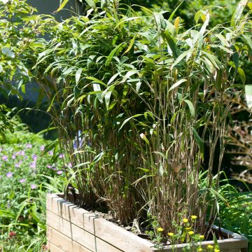 Japaninbambu - Pseudosasa japonica