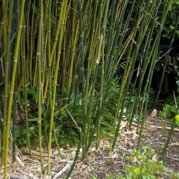 Jättibambu - Phyllostachys bissetii