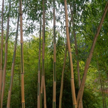 Bambu Koï