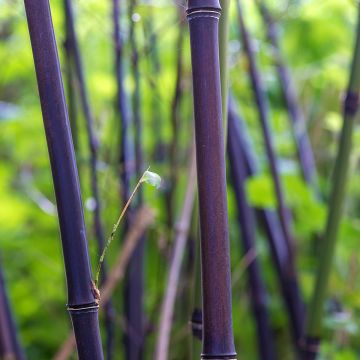 Mustabambu - Phyllostachys nigra