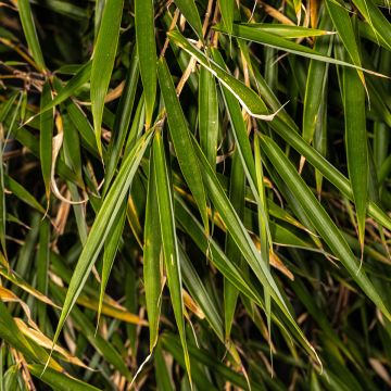 Ruokobambu - Fargesia rufa