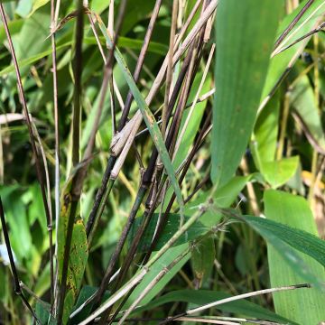 Ruokobambu - Fargesia yunnanensis