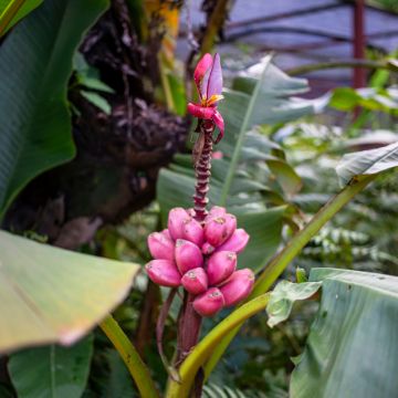 Intianbanaani - Musa velutina