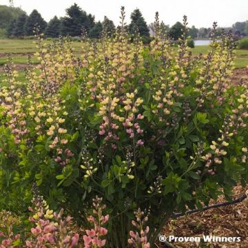 Etelänherne Decadence Deluxe Pink Lemonade