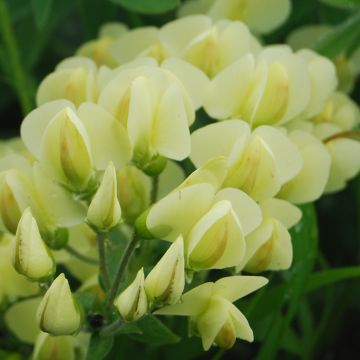 Etelänhernee - Baptisia bracteata
