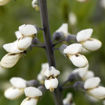 Etelänhernee - Baptisia alba