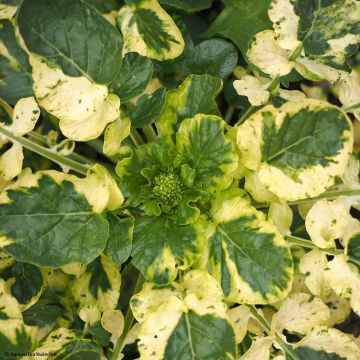 Peltokanankaali Variegata