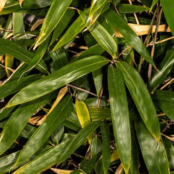 Bambu - Bashania fargesii