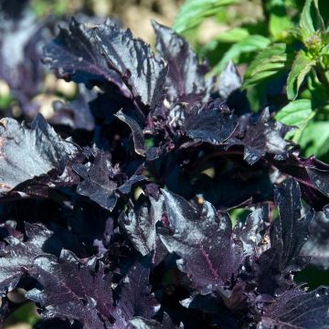 Purppurabasilika Purple Ruffles