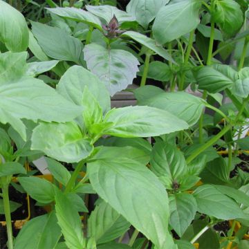 Sitruunabasilika Lemon