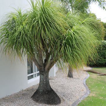 Pullojukka - Beaucarnea recurvata