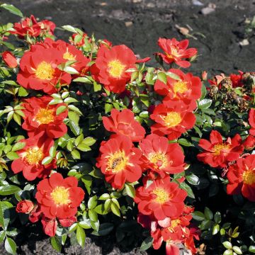 Polyantharuusu Bee's Paradise Light Red