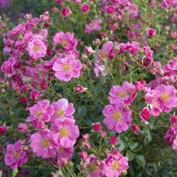 Polyantharuusu Bees Paradise Pink