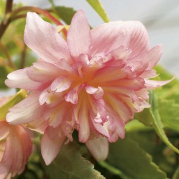 Riippubegonia Belleconia Soft Orange