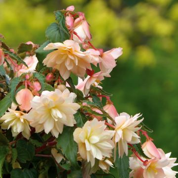 Riippubegonia Belleconia Cream