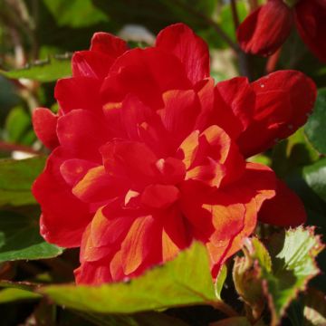 Riippubegonia Belleconia Hot orange