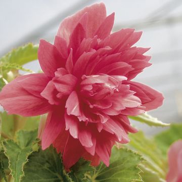 Riippubegonia Belleconia