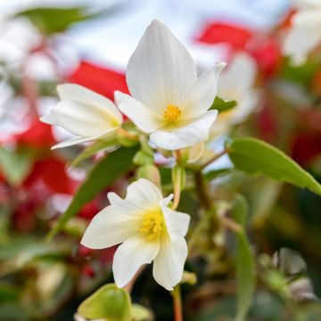 Riippubegonia Santa Barbara