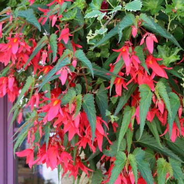 Riippubegonia Santa Cruz
