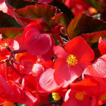 Kesäbegonia F1 Big Red Bronze Leaf