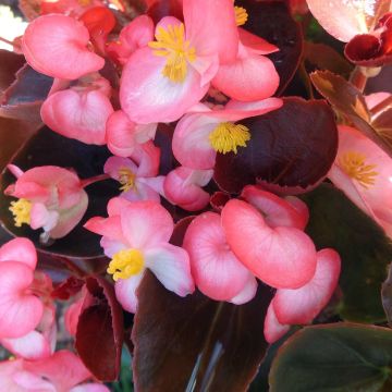 Kesäbegonia F1 Big Rose Bronze Leaf