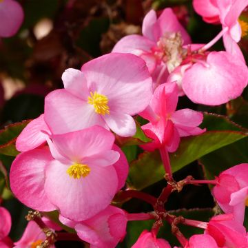 Kesäbegonia Big F1 Pink Green Leaf