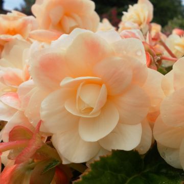 Riippubegonia Begonia Chardonnay