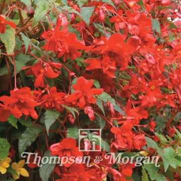 Mukulabegonia Chanson Deep Red F1 (siemenet)