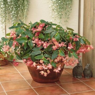 Kesäbegonia Dragon Wing Pink