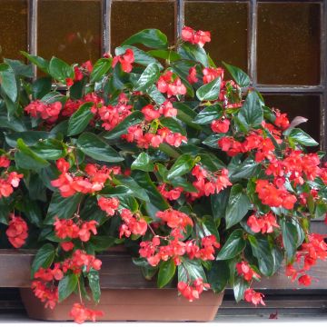 Kesäbegonia Dragon Wing Red