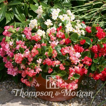 Kesäbegonia Fairyland Mixed (siemenet)