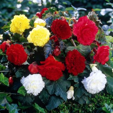Mukulabegonia scarlet, pink, orange, yellow, white