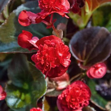 Kesäbegonia Gumdrop Coco Red