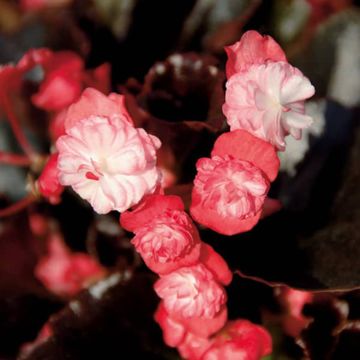 Kesäbegonia Gumdrop Coco Rose