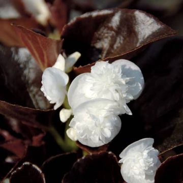 Kesäbegonia Gumdrop Coco White