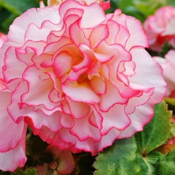 Mukulabegonia Non-Stop Rose Petticoat F1 (siemenet)