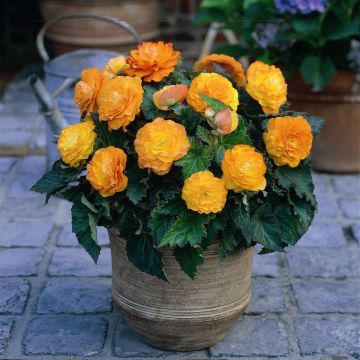 Mukulabegonia Non Stop Apricot