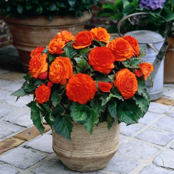 Mukulabegonia Non Stop Goldorange