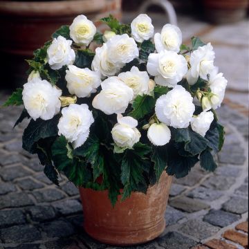 Mukulabegonia Non Stop White