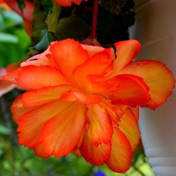 Mukulabegonia Non-Stop Orange F1 (siemenet)