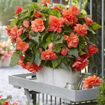 Riippubegonia Cascade Salmon