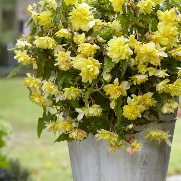 Riippubegonia Yellow Cascade