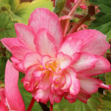 Riippubegonia Tuberhybrida Pink Balcony
