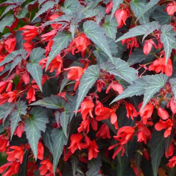 Riippubegonia Summerwings Dark Elegance