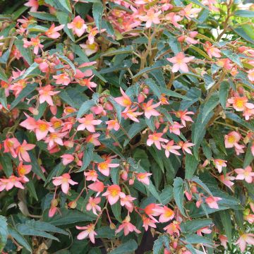 Riippubegonia Summerwings Pink Elegance