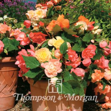 Mukulabegonia Scentsation Mixed F1 (siemenet)